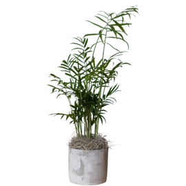 Large Parker Desk Plant